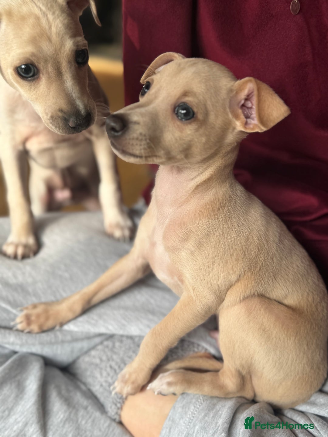 Italian Greyhound dogs for sale: Stunning Tiny Cream Boy  - Image 3