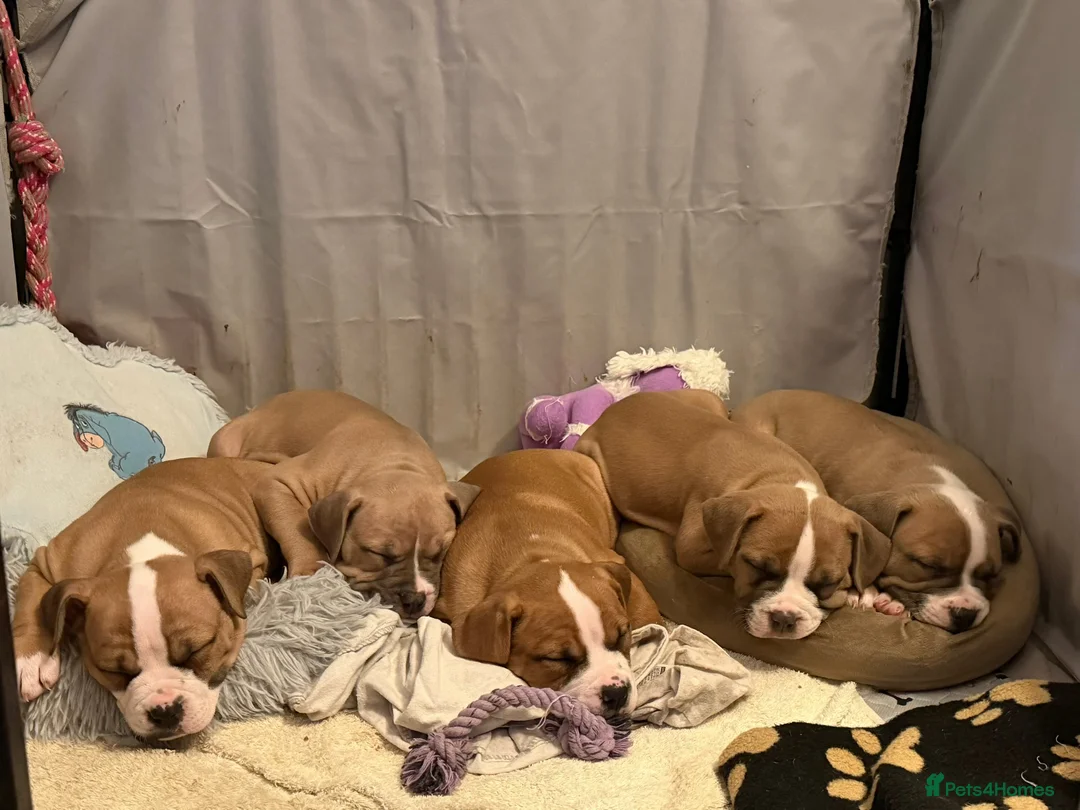 Mixed Breed dogs for sale: Pocket Bully / American Bully - Advert 6