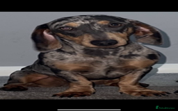 Mixed Breed dogs for sale: Dachshund/fluflly frenchie  - Image 2