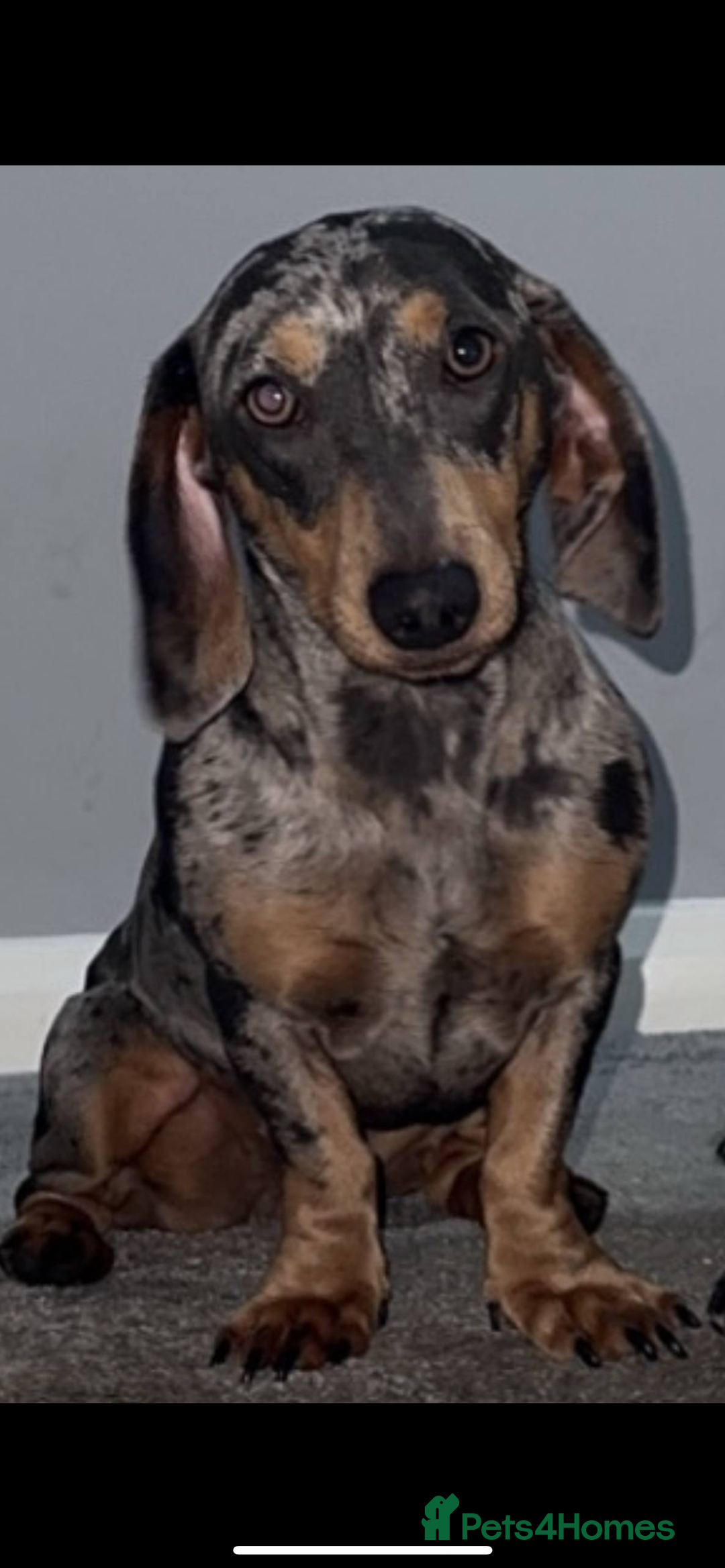 Mixed Breed dogs for sale: Dachshund/fluflly frenchie  - Image 2