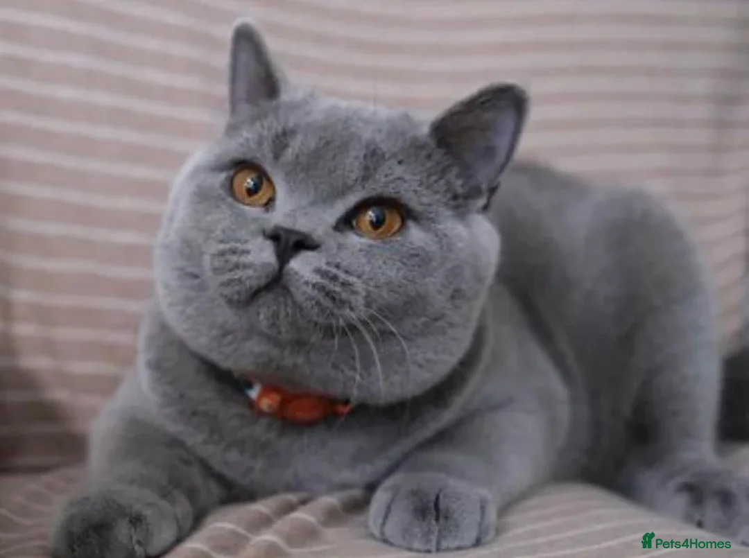 British Shorthair cats for stud: british shorthair stud - Advert 1