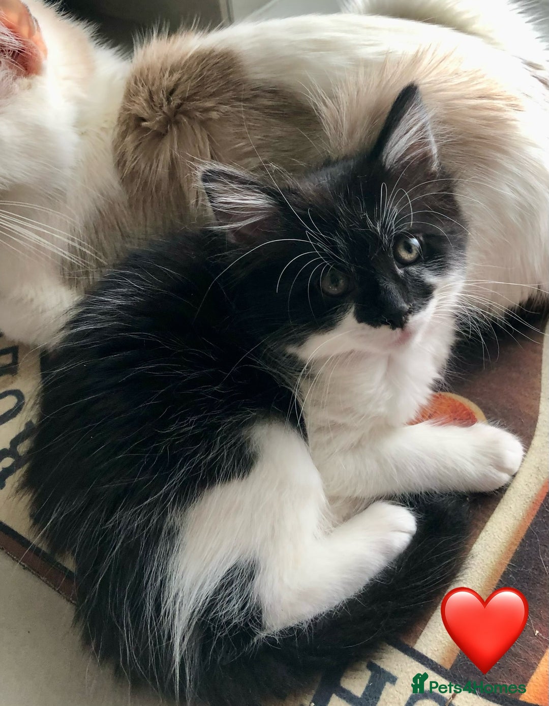 Ragdoll cats for sale: Looking for perfect furry companion? - Advert 21