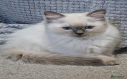Ragdoll cats for sale: Stunning Pure Ragdoll Kittens - Vax and chipped  - Image 10