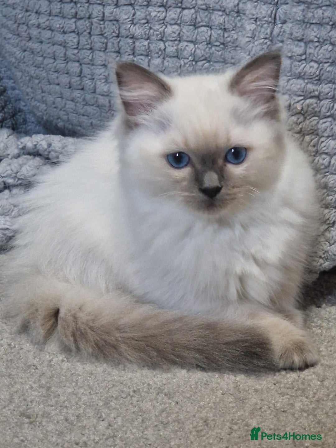 Ragdoll cats for sale: Stunning Pure Ragdoll Kittens - Vax and chipped  - Image 10