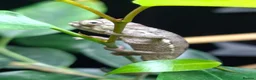 Chameleon reptiles for sale: Baby panther chameleons  - Advert 2