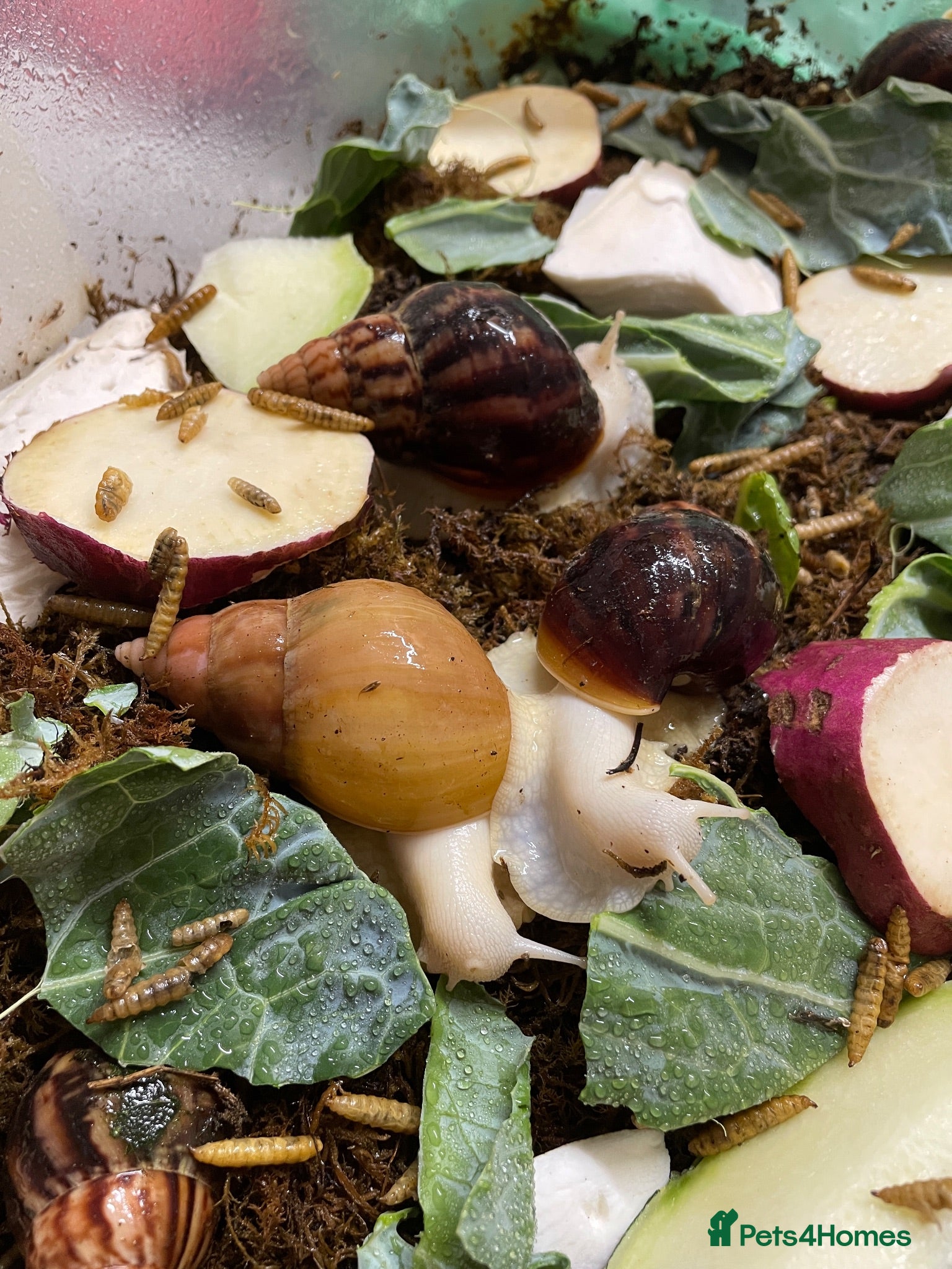 Snails invertebrates Albino Giant African Snails for sale! - Advert 2