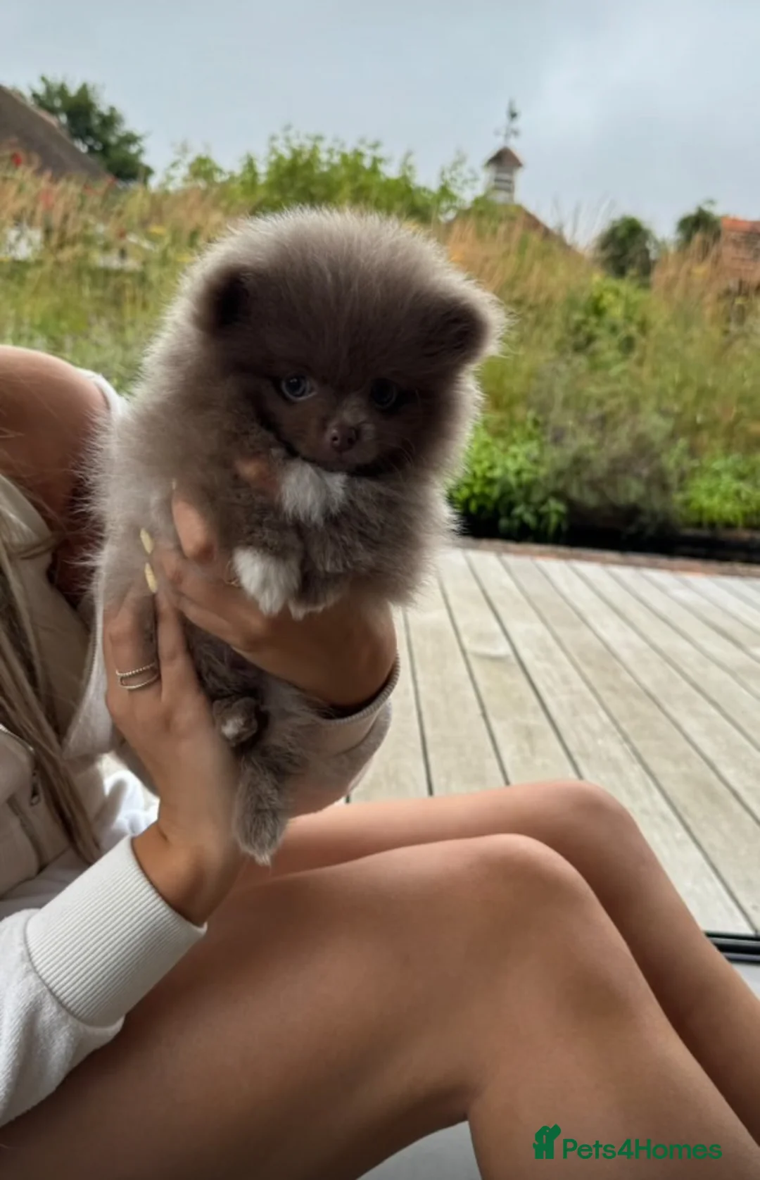 Pomeranian dogs for stud: 🏆 LOTS of champion lines, tiny teddy bear 🧸 in Leeds - Advert 31