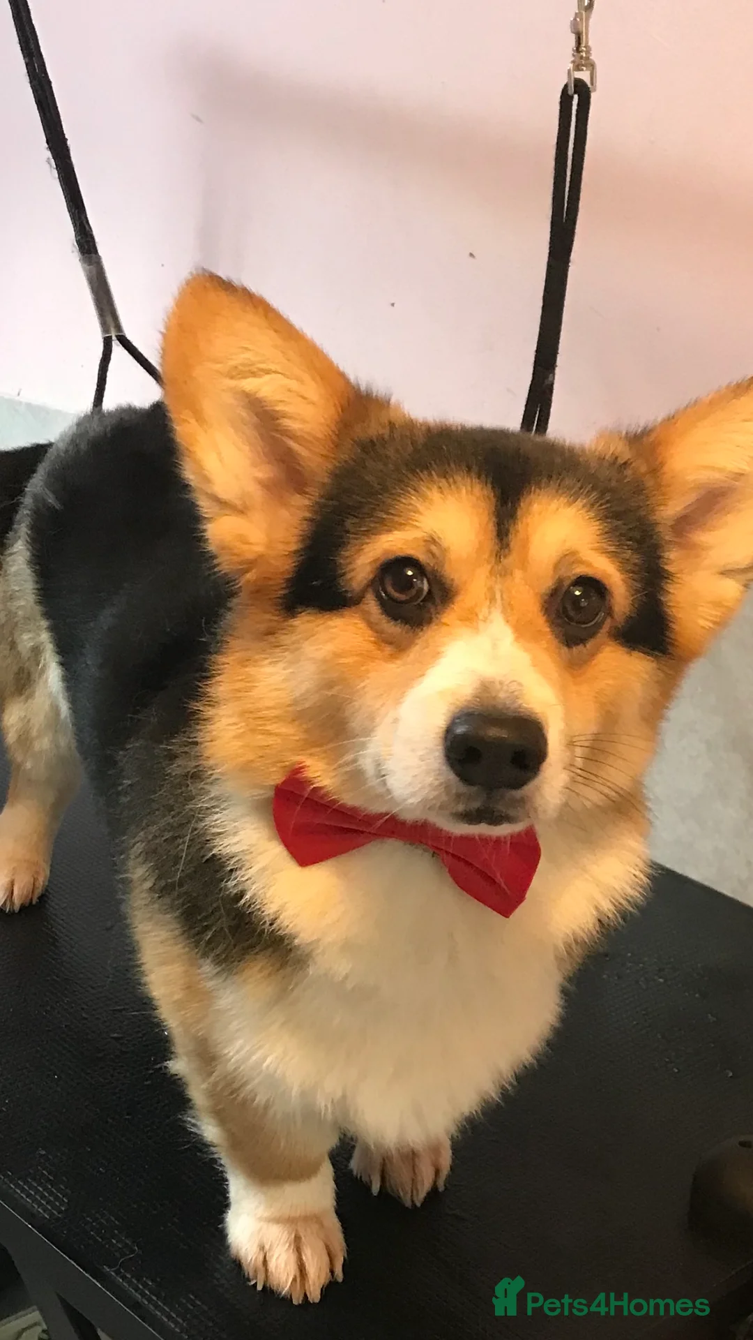 Welsh Corgi Pembroke dogs for stud: TOP QUALITY PROVEN !!! KC Pembroke Corgi for stud in Rugby - Advert 6