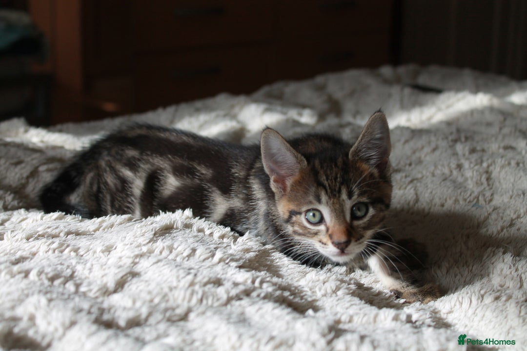 Bengal cats for sale: Adorable, affectionate, so cute kittens for sale!! - Image 17