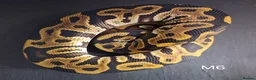 Python Snake reptiles for sale: Royal Pythons Male and Females  - Advert 10