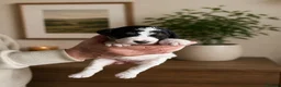 Bernedoodle dogs for sale: Stunning bernedoodle puppies  - Advert 2