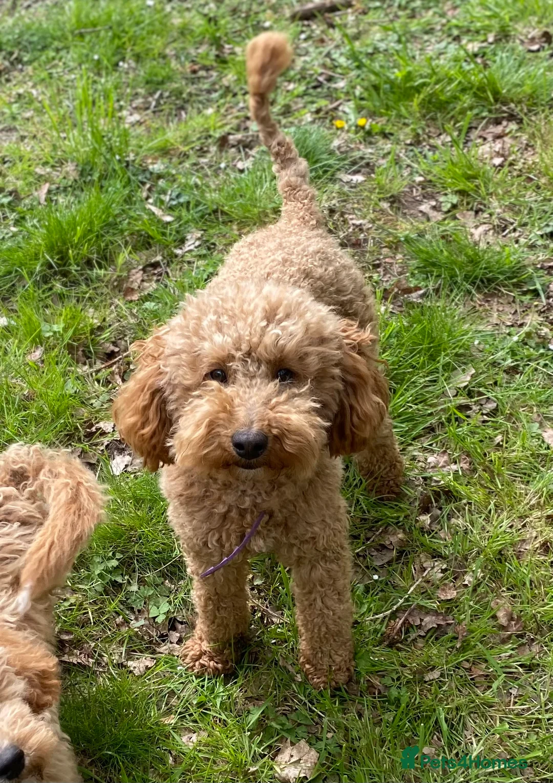Mixed Breed dogs for sale: Shichon-poo Teddy bear - Advert 4