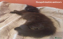 Persian cats for sale: Gorgeous Persian Kitten - Image 2
