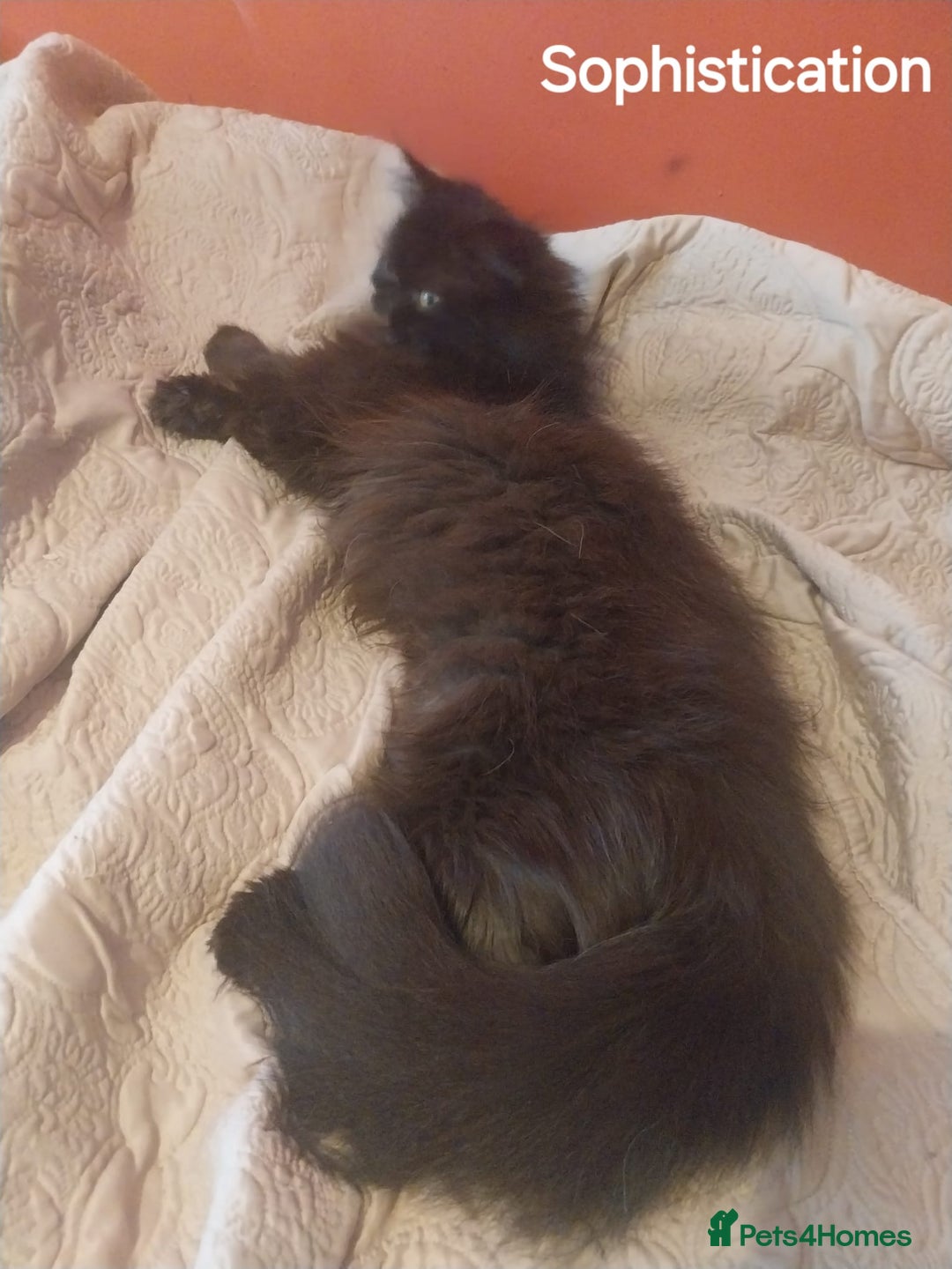 Persian cats for sale: Gorgeous Persian Kitten - Image 2