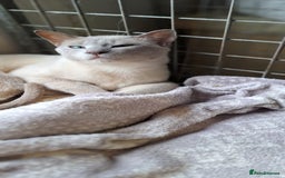 Tonkinese cats for sale: Intact Tonkinese Male  - Image 1