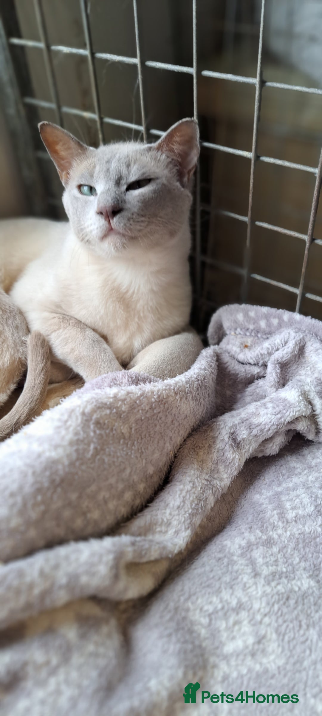 Tonkinese cats for sale: Intact Tonkinese Male  - Image 1