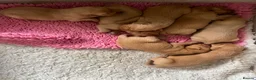 Labrador Retriever dogs for sale: 2 Fox Red Labs - Advert 7