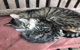 Mixed Breed cats for sale: Rescued feral farm kittens  - Image 17