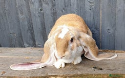 English Lop rabbits for sale: Giant engilsh lop  - Advert 10