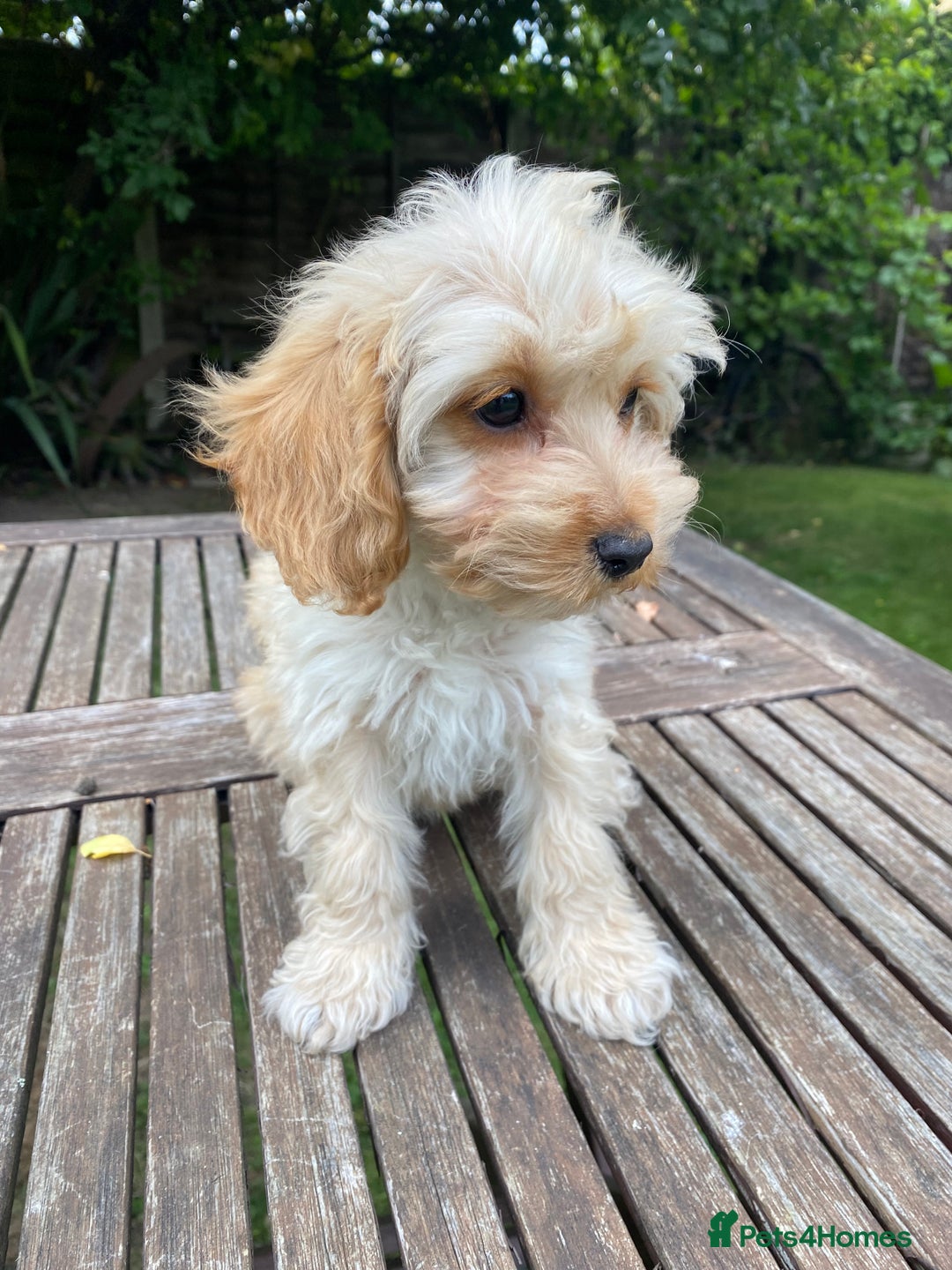 Cockapoo dogs for sale: F1 Teddy bear Cockapoo girl.SOLD. - Image 5