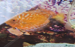 Tetras fish for sale: Diff fish for sale - Image 8