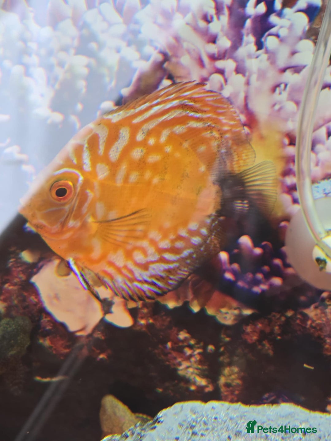 Tetras fish for sale: Diff fish for sale - Image 8