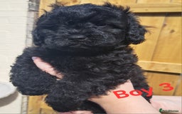Shihpoo dogs for sale: Shihpoo Shih Tzu x Poodle (Shoodle) Puppies - Image 11