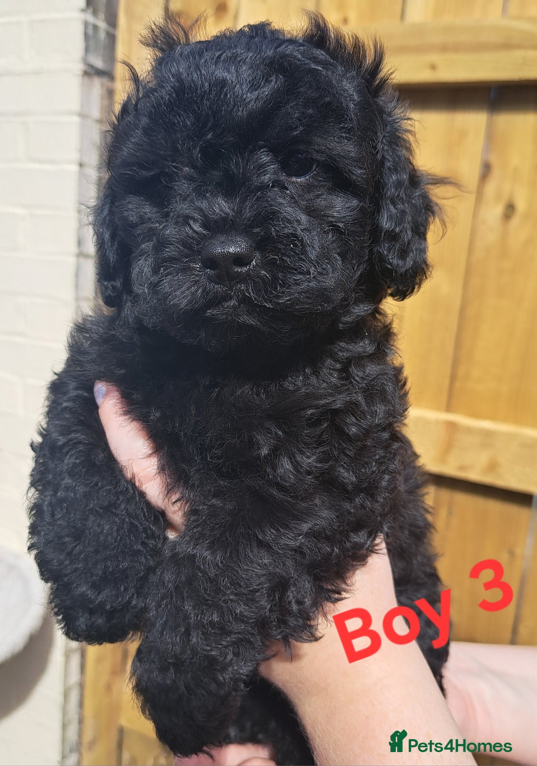 Shihpoo dogs for sale: Shihpoo Shih Tzu x Poodle (Shoodle) Puppies - Image 11