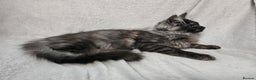 Maine Coon cats for sale: Black Smoke Kittens - Advert 10