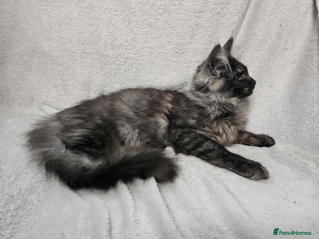 Maine Coon cats for sale: Black Smoke Kittens - Advert 10