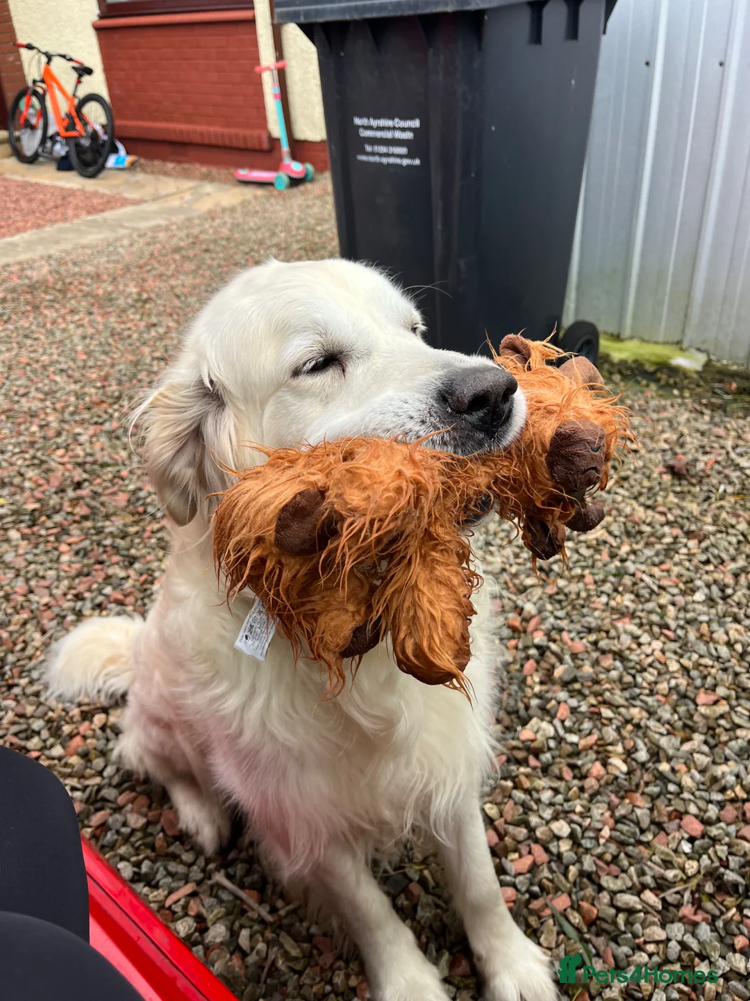 Golden Retriever dogs for stud: Golden retriever for stud  in Kilbirnie - Advert 3