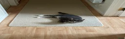 Mixed Breed cats for sale: Beautiful Cat Looking for a Loving Home 🐾 - Advert 5