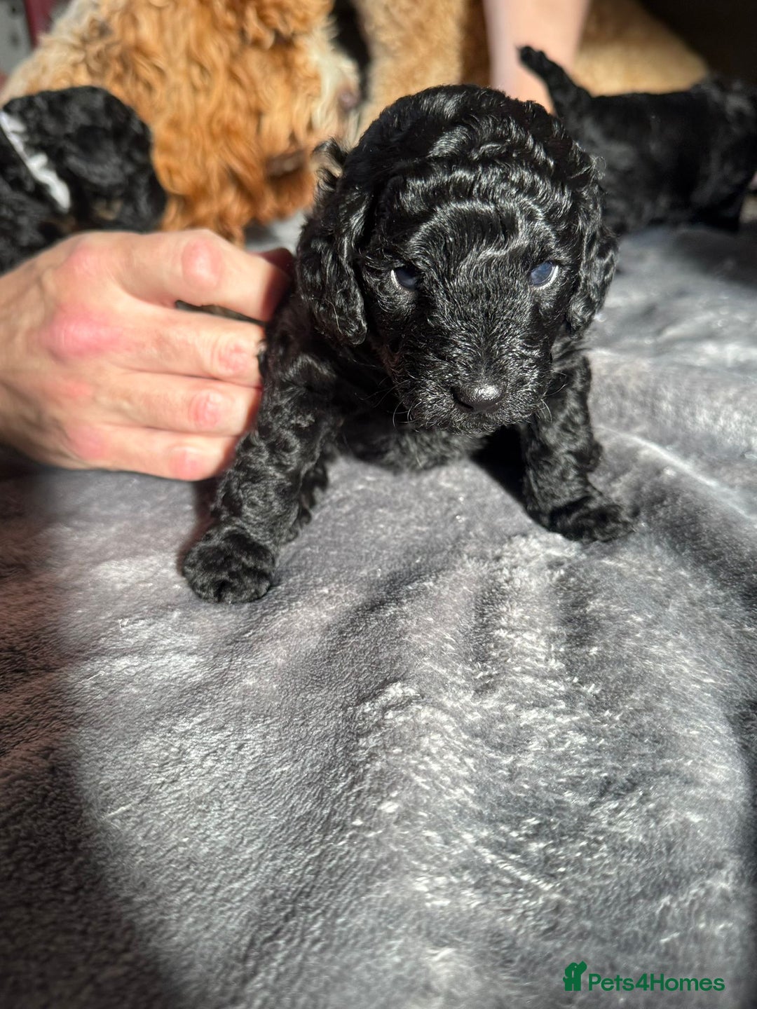 Cockapoo dogs for sale: Gorgeous F1B cockapoo  - Image 5