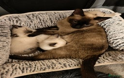Siamese cats for sale: Siamese crossed with  Ragdol - Image 10