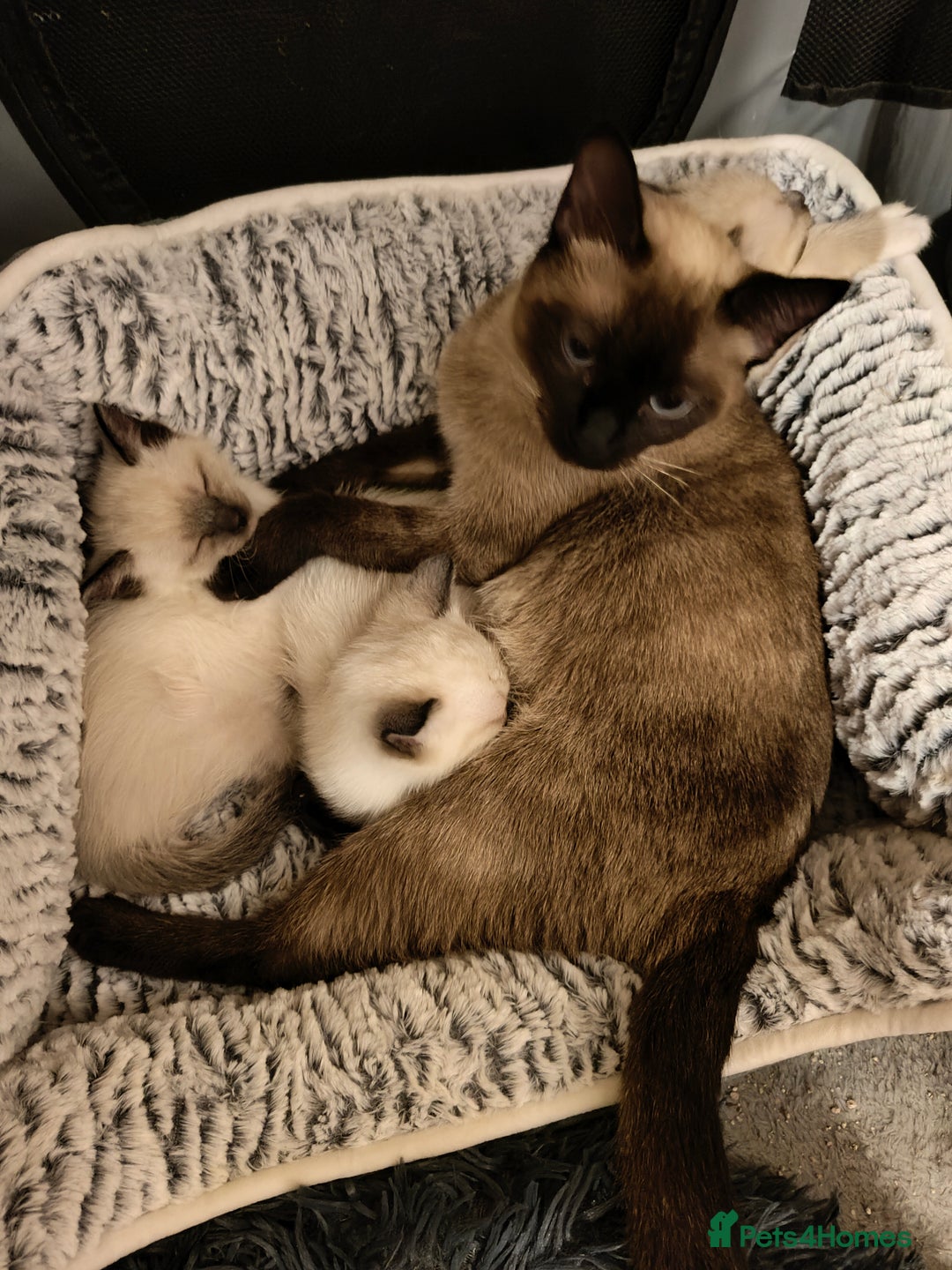 Siamese cats for sale: Siamese crossed with  Ragdol - Image 10