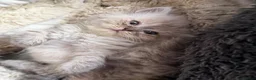 Persian cats for sale: Stunning Colourpoint Persian Kittens 💖 - Advert 6