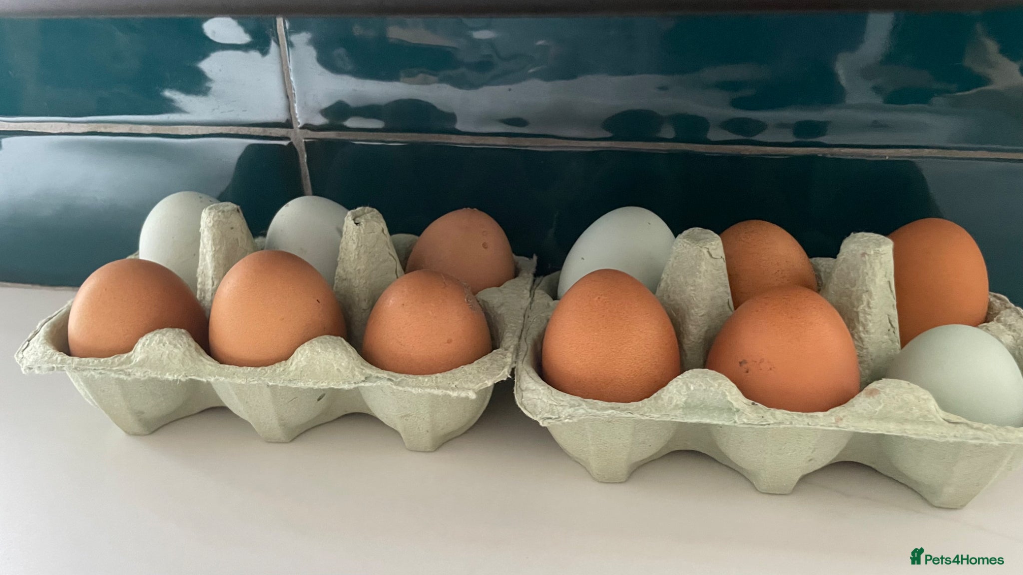 Chickens poultry Olive Egger & Cream Legbar Hatching eggs - Advert 16
