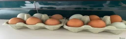 Chickens poultry for sale: Olive Egger/Cream Legbar Hatching eggs in Halesowen - Advert 2