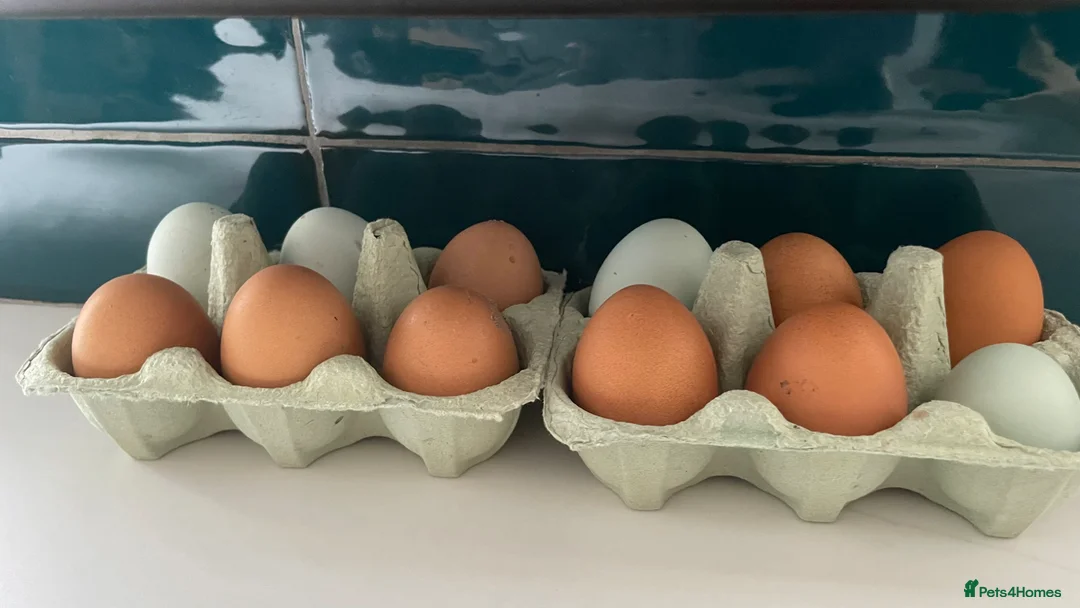 Chickens poultry for sale: Olive Egger/Cream Legbar Hatching eggs in Halesowen - Advert 2