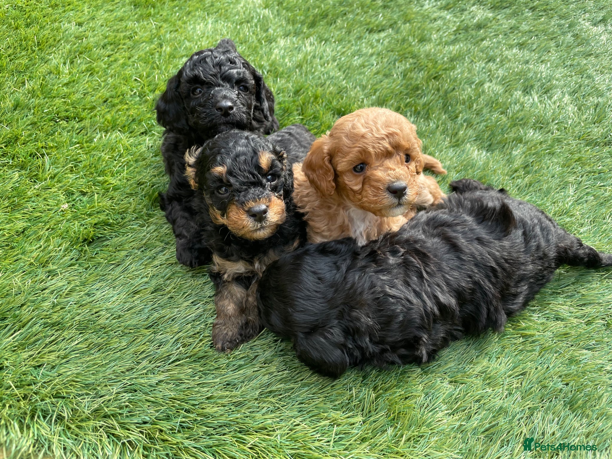 Toy Poodle dogs toy poodle puppies Ready for meet & greets Now - Advert 11