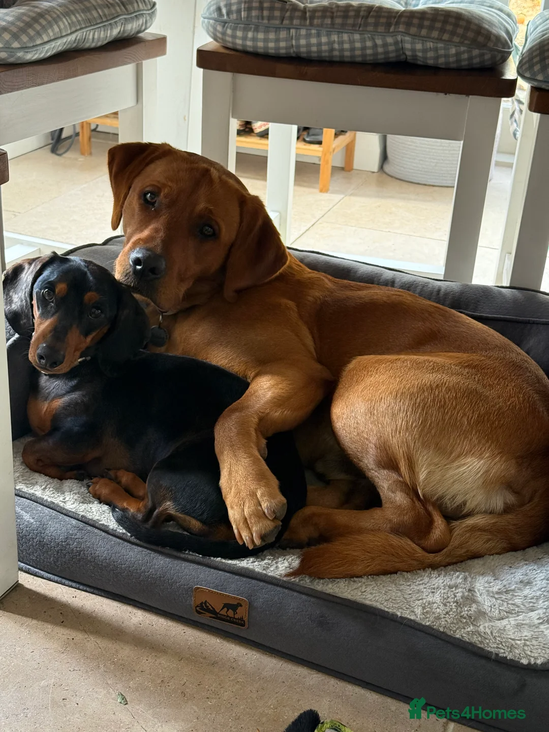 Labrador Retriever dogs for sale: Ex working Fox Red Labrador - Stanley - Advert 5