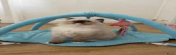 Ragdoll cats for sale: GCCF LILAC Ragdoll kittens  - Advert 18