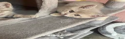 Scottish Fold cats for sale: Beautiful Scottish straights READY NOW  - Advert 7