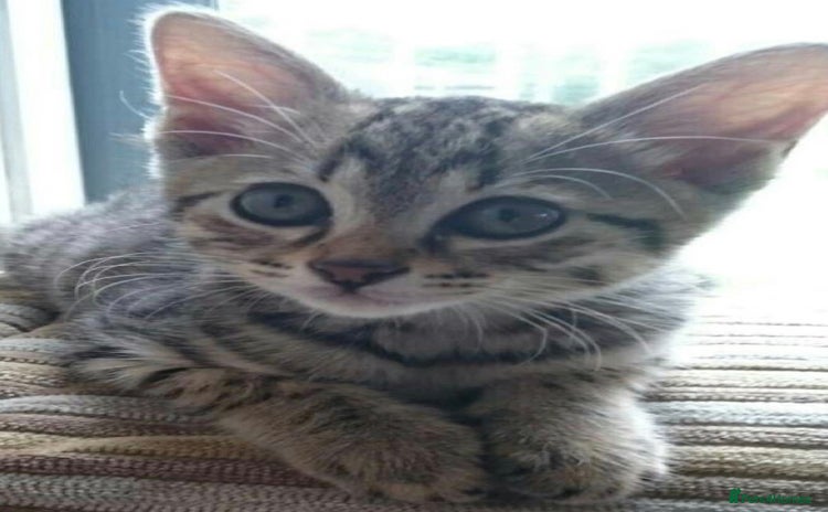 Mixed Breed cats Tabby kitten available  - Advert 13
