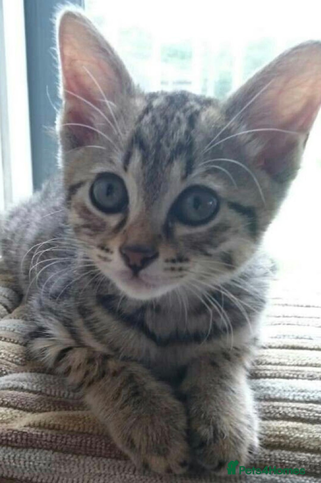 Mixed Breed cats for sale: Tabby kitten available  - Advert 1