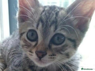 Mixed Breed cats for sale: Tabby kitten available - Advert 1