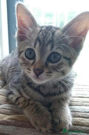 Mixed Breed cats Tabby kitten available - Advert 2