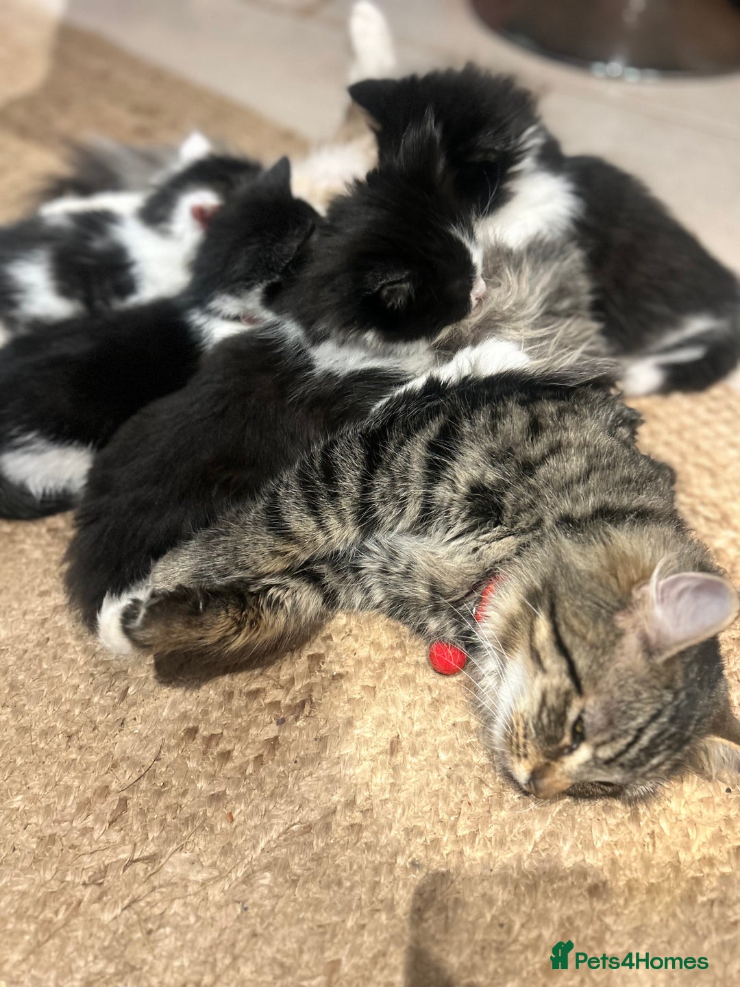 British Longhair cats for sale: Gorgeous Friendly Kittens - Advert 4