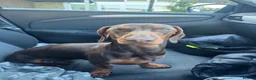 Dachshund dogs for stud: Beary Boy❤️ - Advert 5