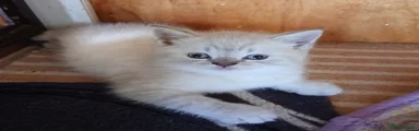 British Shorthair 1